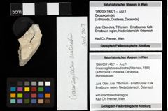 Foto (Objekt + Etiketten) von Cracensigillatus acutirostris (Moericke, 1889) 